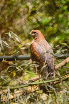 P&aacute;ssaro / Bird