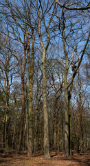 Obraz premium Trees growing on the estate of Kasteel Ter Horst in Loenen (The Netherlands)