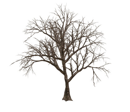 3D render of a gnarly tree no leaves illustration 2