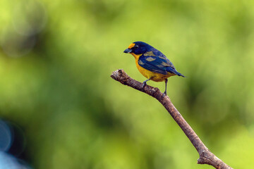 A tropical bird Violaceous euphonia as know as gaturamo perching in a branch tree.  Green background, Species Euphonia violacea. Birdwatching. Animal world. Yellow bird.