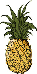 Hand drawn Pineapple  illustrations element PNG file