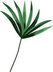 Hand drawn Tropical leaves illustrations element PNG file