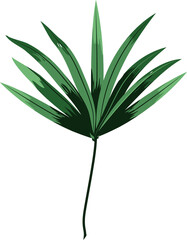 Fototapeta premium Hand drawn Tropical leaves illustrations element PNG file