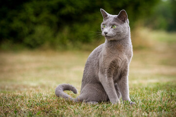 portrait of a Russian cat in the grass - 525686507