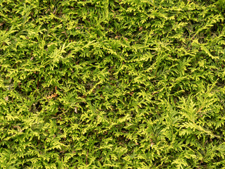 Thuja fence in the country.
