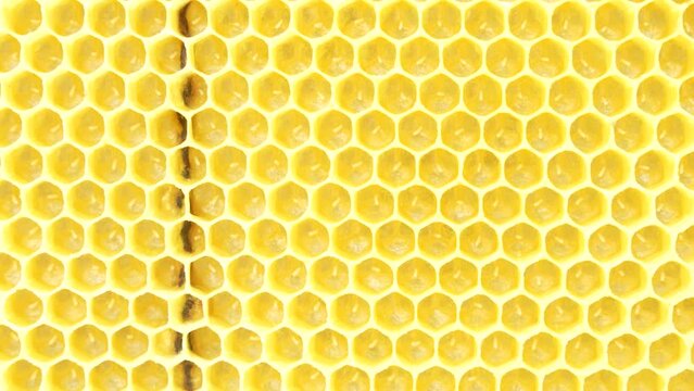 closeup of a honeycomb with bee larvae