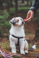 Naklejka na ściany i meble cute Australian Shepherd puppy sits obediently next to his master and looks up to him waiting for a treat. The forest is illuminated by the rays of sunset light. Good friends