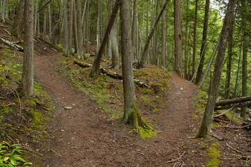 Flume Trail in Tsutswecw Roderick Haig Brown Provincial Park in British Columbia,Canada,North America
