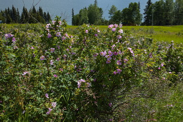 Rose bush at Lake Lac des Roches at Little Fort Highway in British Columbia,Canada,North America
