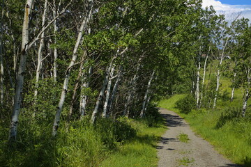 Fototapeta premium Hiking trail at 108 Mile Lake in British Columbia,Canada,North America 