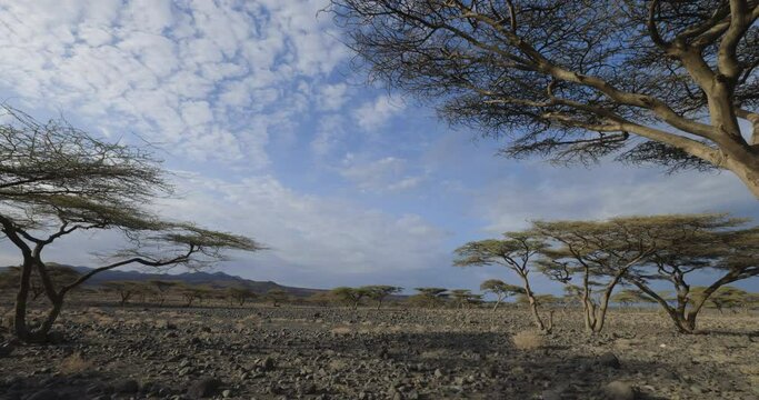 Climate change.drought.water crisis.Panning view of Acacia trees amongst the extrememly drought sticken landscape in Northern Kenya