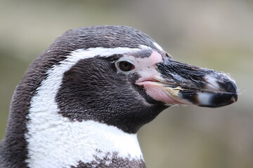 Closeup of a Humboldt Penguin (Spheniscus humboldti)  amedium sized penguin from South America's...