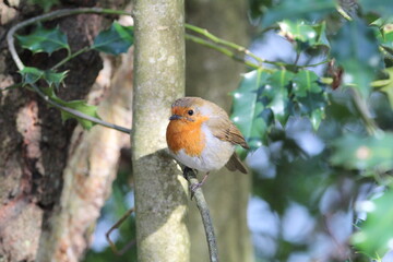 Robin (Erithacus rubecula) Uks favourite garden bird with a red breast posing on a branch.
