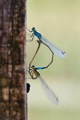 Dragonfly couple mating, insect nature