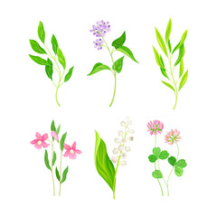 Naklejka na ściany i meble Set of meadow wild flowers and herbs. Decorative herbal plants cartoon vector illustration