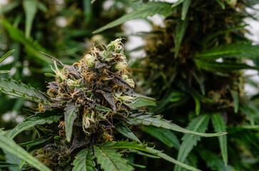 Cannabis medical in flowering, indoor, buds