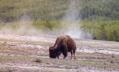 Fototapeta premium Bison eating grass in American Landscape. Yellowstone National Park. United States. Nature Background.