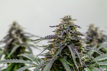 Cannabis medical in flowering, indoor, buds