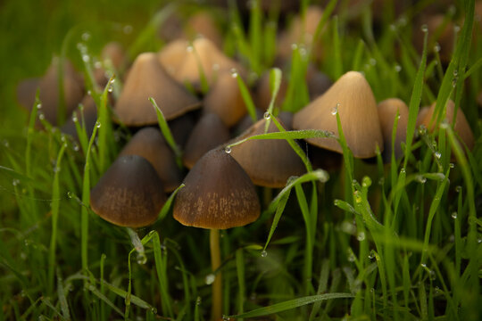 mushroom in the grass