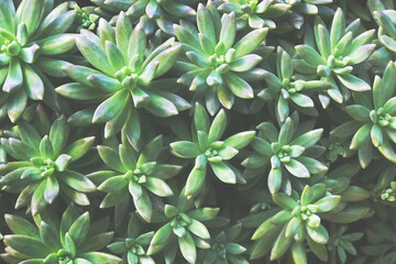 Succulent Plants as Natural Pattern Background