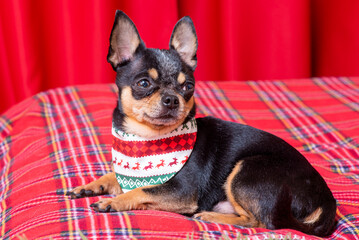 Chihuahua portrait. A mini chihuahua dog in a Christmas bandana on a red background.