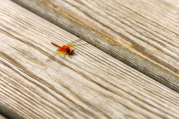A large orange-colored dragonfly sits on old boards on a sunny day view from above