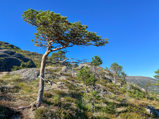 Pine tree in the Gravtind mountain in Velfjord,Helgeland,Nordland ,Norway,scandinavia,Europe