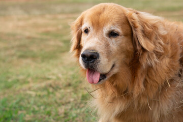 Fototapeta premium The golden retriever dog shaking his head.