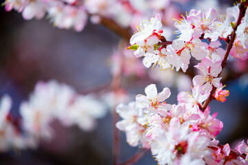 Obraz premium Spring blooming sakura trees. Pink flowers Sakura Spring landscape with blooming pink tree. Beautiful sakura garden on a sunny day.Beautiful concept of romance and love with delicate flowers.