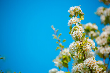 White flowers bloom in the trees. Spring landscape with blooming sakura tree. Beautiful blooming garden on a sunny day. Copy space for text.