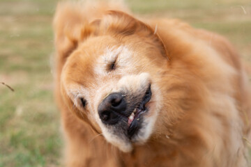 The golden retriever dog shaking his head.