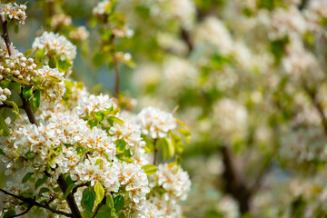 White flowers bloom in the trees. Spring landscape with blooming sakura tree. Beautiful blooming garden on a sunny day. Copy space for text.
