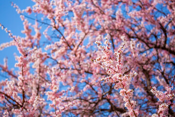 Spring blooming sakura trees. Pink flowers Sakura Spring landscape with blooming pink tree. Beautiful sakura garden on a sunny day.Beautiful concept of romance and love with delicate flowers.