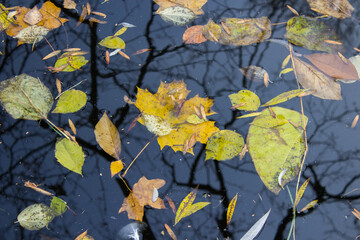 Autumn leaves in water