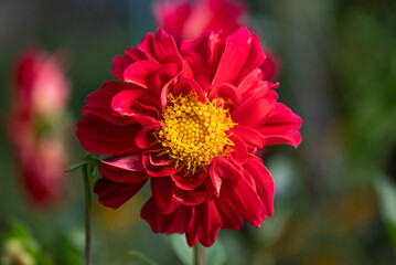 red dahlia flower - 525689100