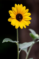 yellow sunflower - 525689134