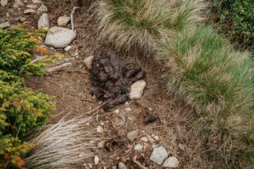 Top view of a pile of bear droppings on a grassy hiking trail