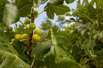 Branches of fig tree, Ficus carica with green leaves and fruit. selective focus. Delicious Green italian figs plant ripe branch,fico bianco of cilento,healthy fruit ingredient