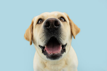 Funny labrador retriever dog smiling. Isolated on blue pastel background