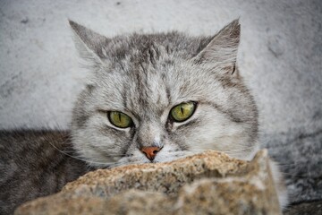 A grey cat lurking behind a stone