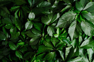 Abstract natural background wall of green foliage.
