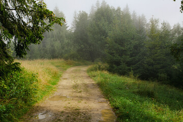 Plakat Foggy forest. Dark forrest nature view
