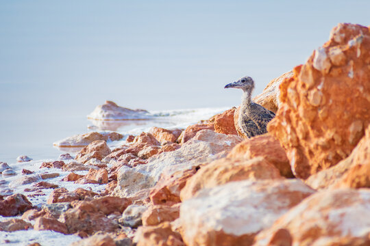 Cityscape of the Pink Lagoon of Torrevieja and its Salt Mines (Alicante, Spain)