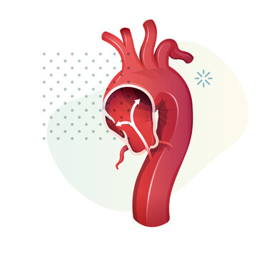 red heart anatomy diagram clip art preview