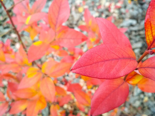 Red leaves of a blueberry bush on autumn day. - Powered by Adobe