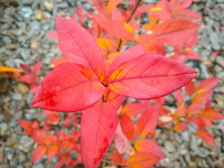 Red leaves of a blueberry bush on autumn day.