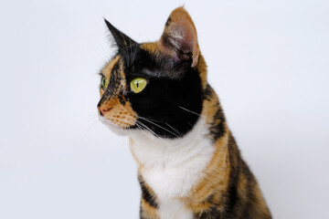 adult dark tricolor domestic female cat close-up on white background, looks around, concept of keeping four-legged pets, veterinarian, love for animals, pet care, daily life