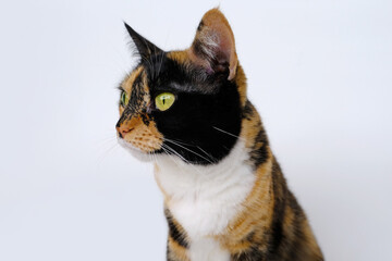 adult dark tricolor domestic female cat close-up on white background, looks around, concept of...