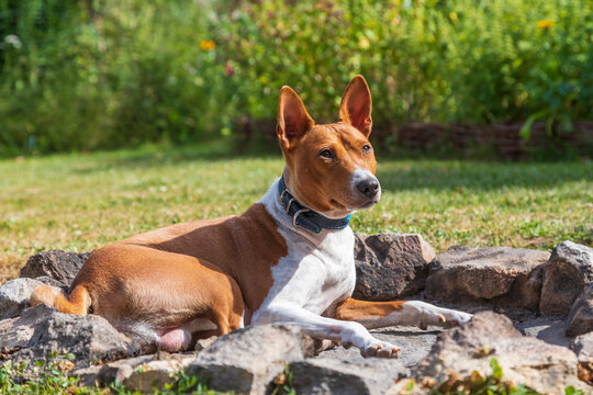 Basenji - Congo Dog medium-sized brown and white dog from central Africa in the garden.
