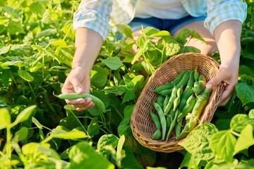 Woman picking green beans in the summer garden